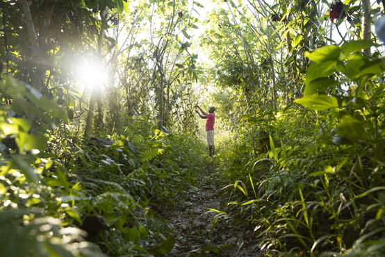 BIRTH OF VANILLA IN THE HEART OF MADAGASCAR’S TROPICAL FORESTS