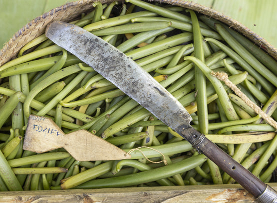 HARVESTING OF VANILLA CLUSTERS