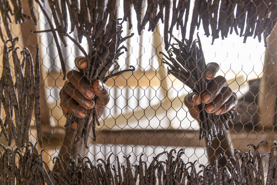 FINAL HARVEST AFTER THE DRYING OF THE VANILLA