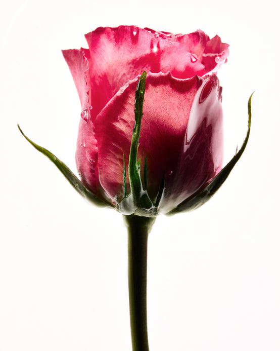 TRIO OF ROSES