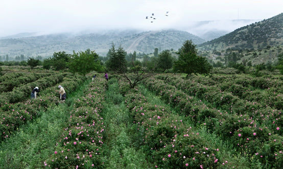 FIELDS OF ISPARTA, IN THE HEART OF THE TURKISH MOUNTAINS