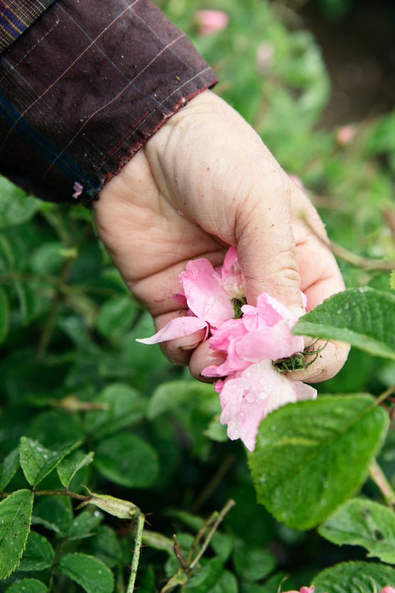PART USED: THE FLOWER