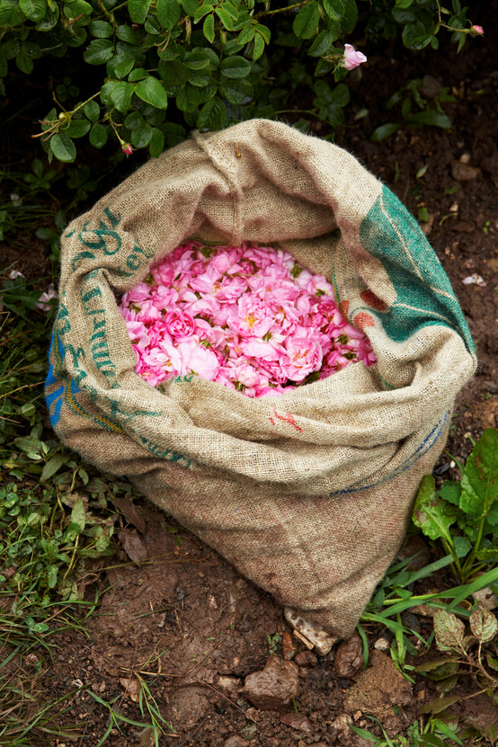 ROSE PETALS FRESHLY PICKED IN THE MORNING
