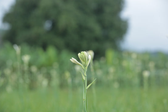 TUBEROSE BLOOMING IN THE FIELDS OF TAMIL NADU, INDIA