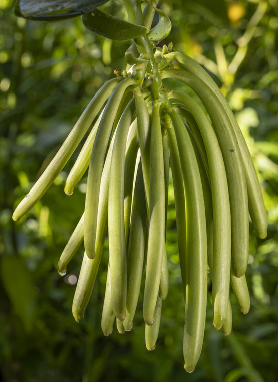 CLUSTER OF VANILLA PODS