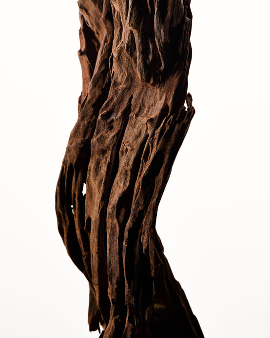 CEDARWOOD ESSENCE FROM MOROCCO ORPUR™