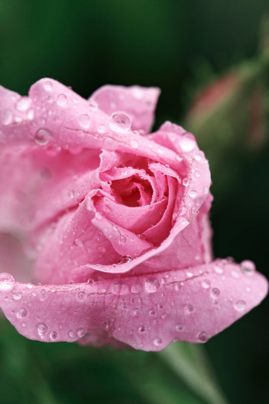 DAMASK ROSE