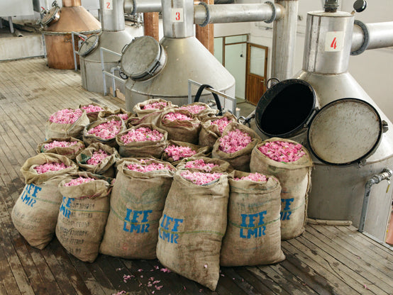 BAGS OF ROSES READY FOR DISTILLATION