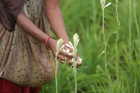 DAILY HAND HARVESTING AT THE MOMENT OF PEAK OLFACTORY INTENSITY