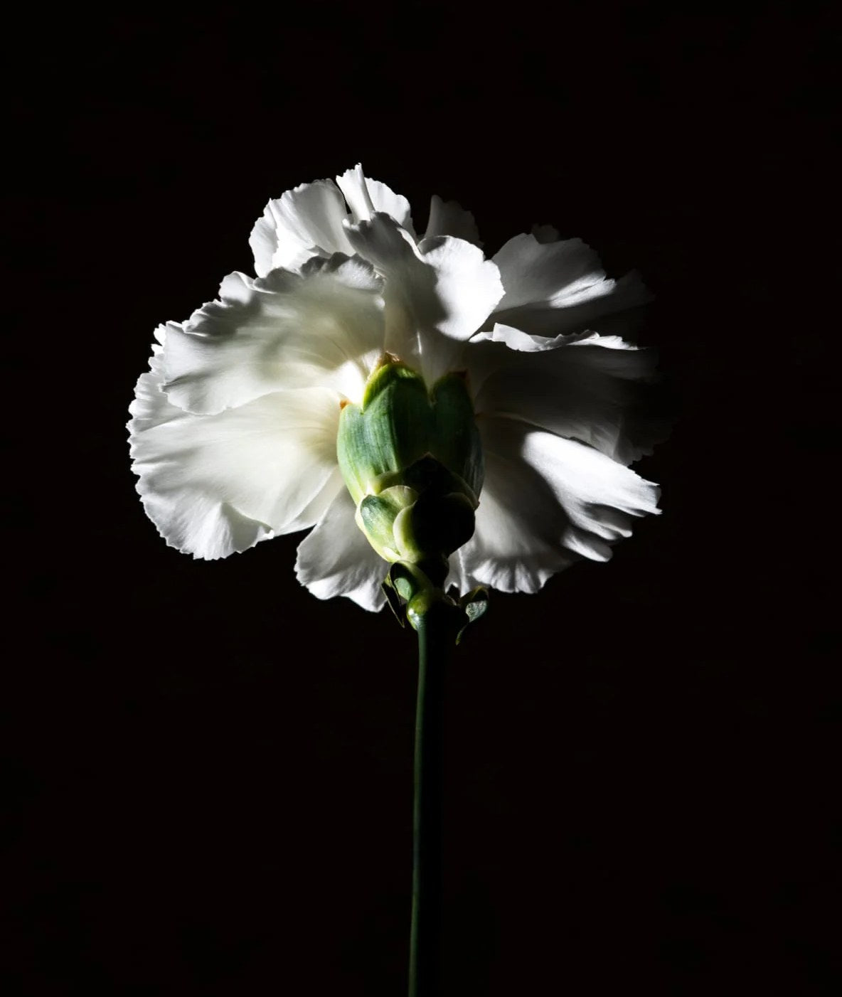 Œillet blanc photographié sur fond noir